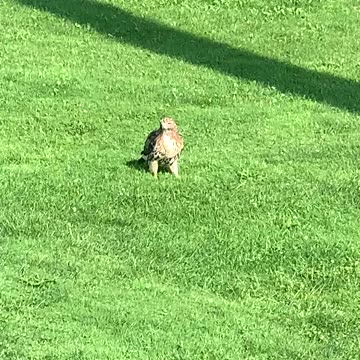 Red Tailed Hawk Up Close