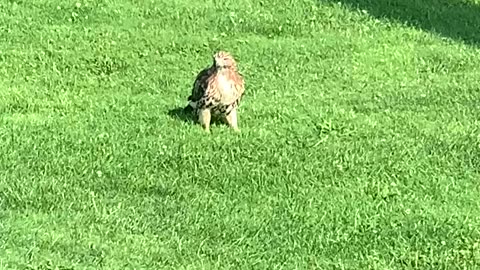 Red Tailed Hawk Up Close