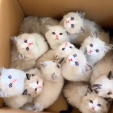 Happiness_in_one_box_|all_himalayan_kittens