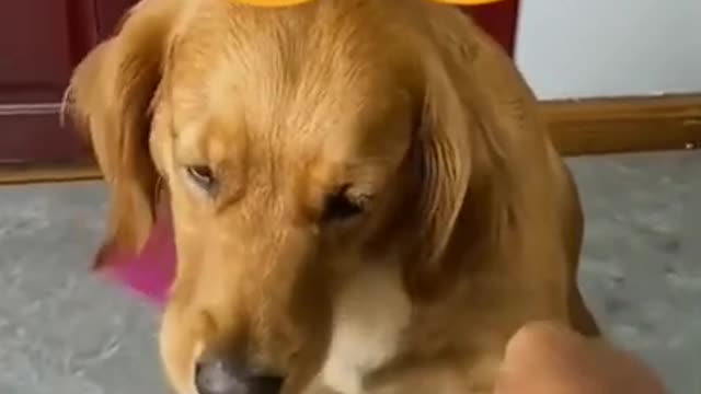 Funny dog video collection