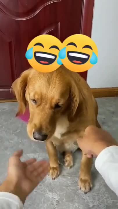 Funny dog video collection
