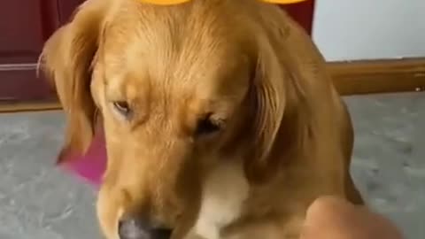 Funny dog video collection