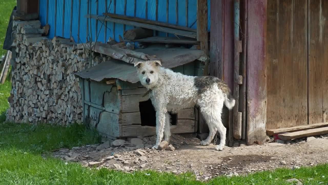 Dog on a chain near the booth, the watchdog barks