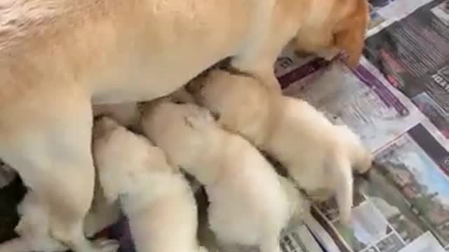 new dogs its very cute watche now