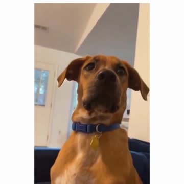 Dog finds out it's adopted!