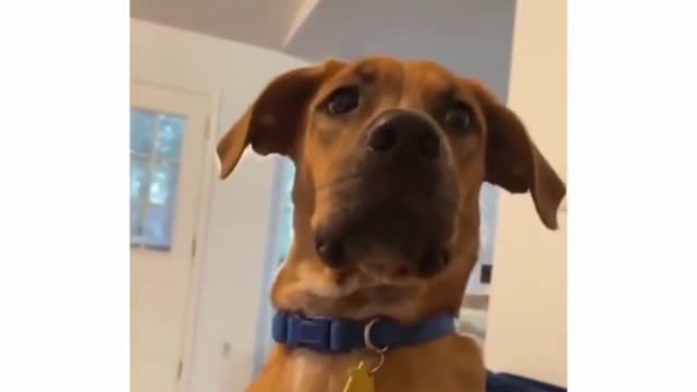 Dog finds out it's adopted!