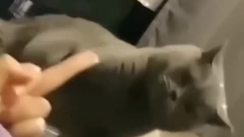 Cat comedy video