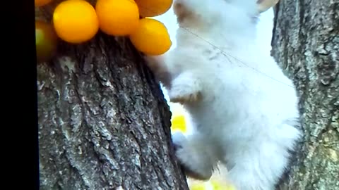 Rabbit eating fruit looking so nice