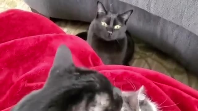 jealous cat. the cat is jealous