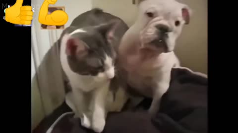 dog and cat