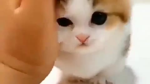 HUMAN LOVE CAT