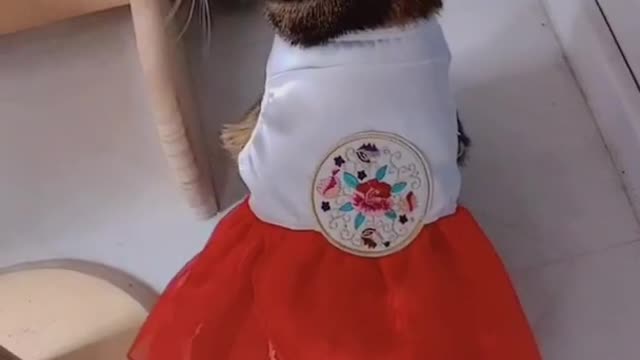 Cute Cats and Funny Animals