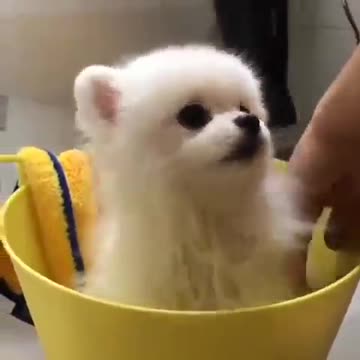 Baby Dogs I Cute and Funny Dog Videos