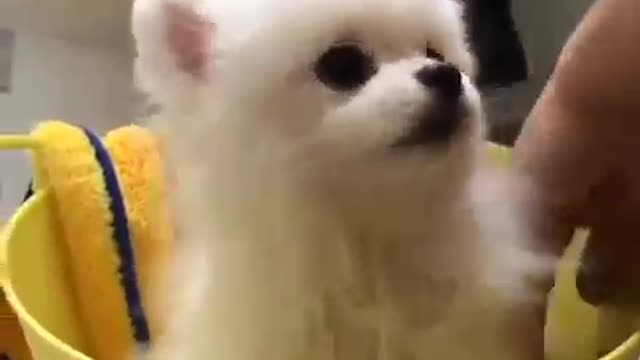 Baby Dogs I Cute and Funny Dog Videos