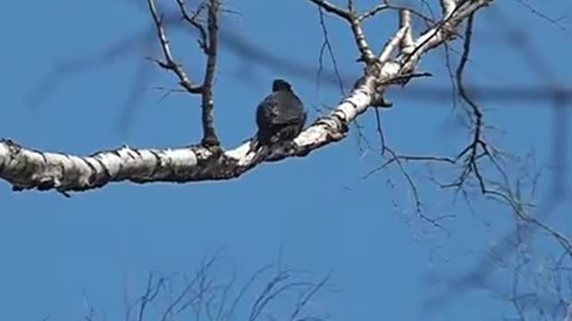 Black woodpecker (Dryocopus martius) female