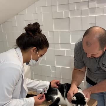 o gato tomando vacina