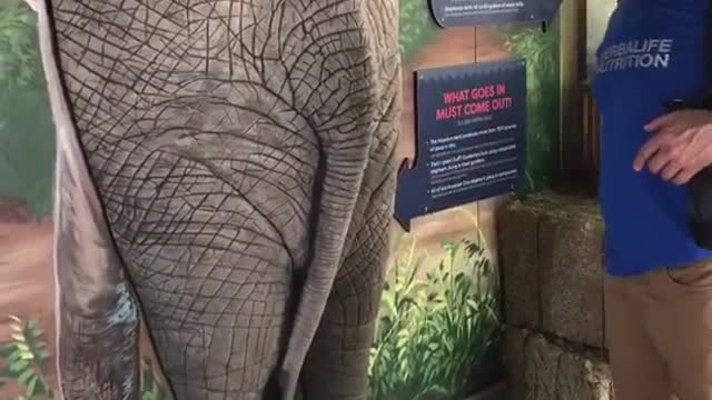 elephant #joke #zoo