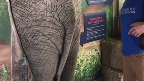 elephant #joke #zoo