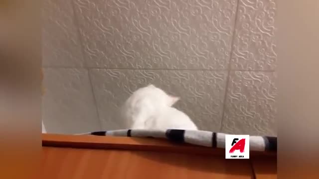 Funny Videos Of Funny Cats Compilation 2022 Smile - 5 minutes