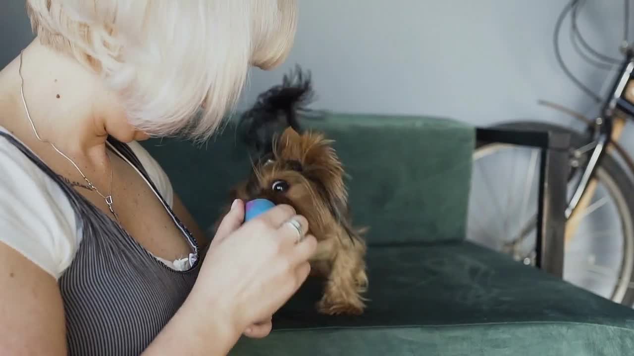 The blonde girl is having fun at home with a dog breed of Yorkshire terrier. Natural light