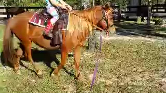 5yr old cowgirl rides new pony