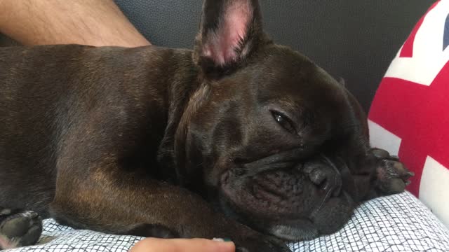 Sleepy friend French bulldog