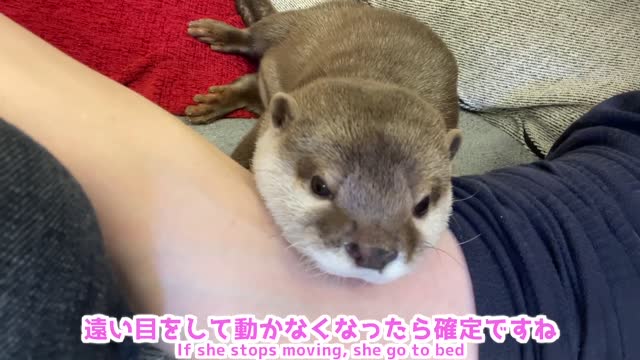 when otter wants to sleep !