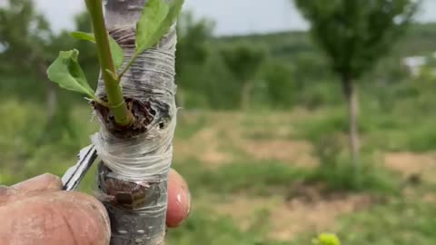 Chip Budding Grafts | Mud Grafting