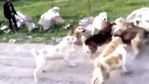 Real shot of dogs fighting in groups