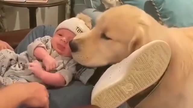 It is a baby. Do not allow the puppy to lick your mouth | Funny Dog