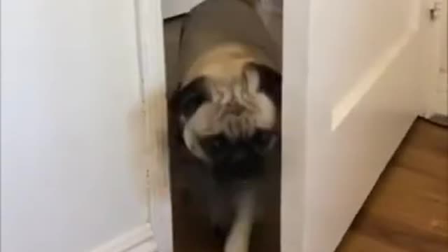 Cutest pug dog funny dog