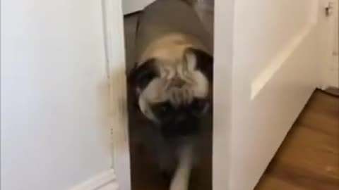 Cutest pug dog funny dog