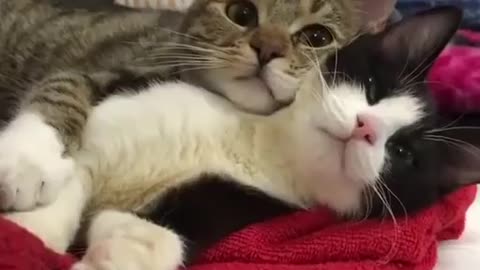 cute meow