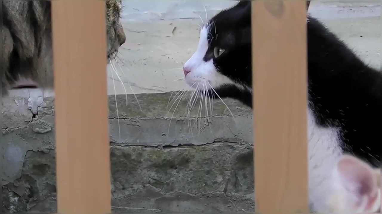 Funny & Cute Cat Compilation Video