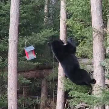 Bear using Acrobatic skills to reach Birdseed feeder