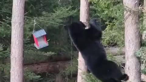 Bear using Acrobatic skills to reach Birdseed feeder