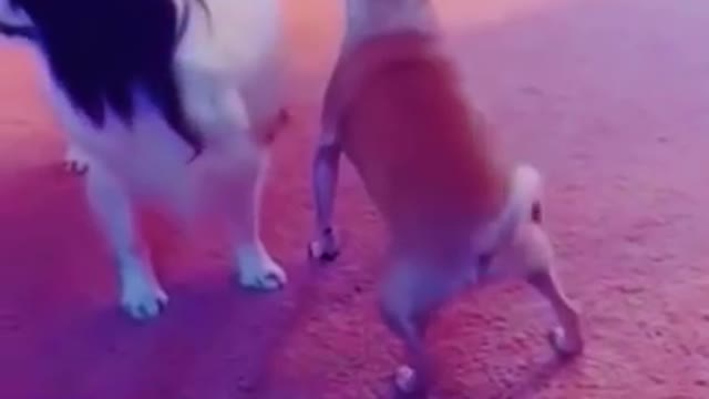 pets short compilation