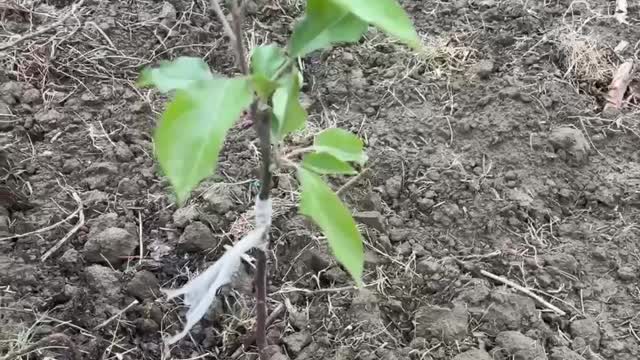 Apple Graft In A Tiny Tree