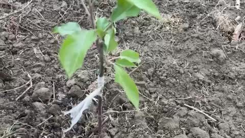 Apple Graft In A Tiny Tree