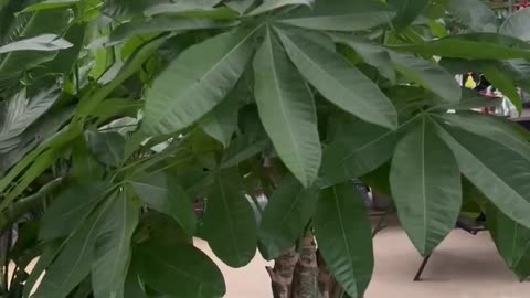 towering green plants