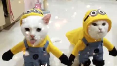 Pets fantasiados de minions