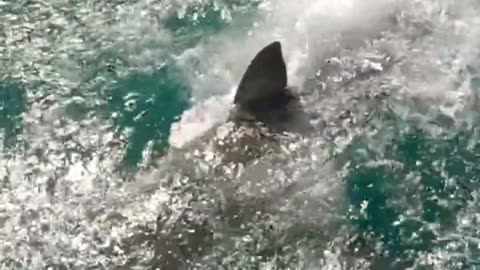 Great White Shark