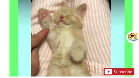 Cute kitten meowing