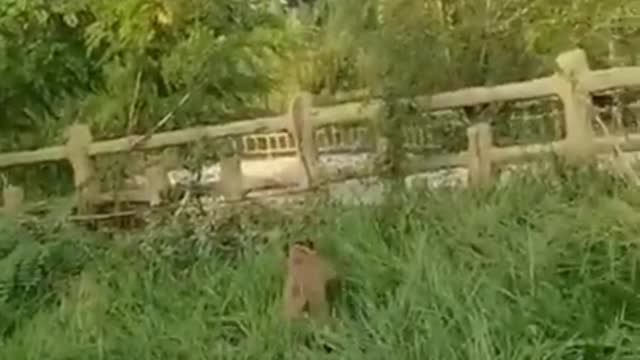 Funny Animals