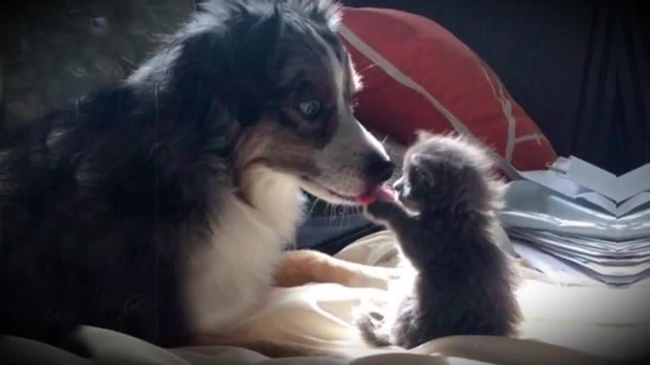 CACHORROS FOFOS: Animais Filhotes Brincando,