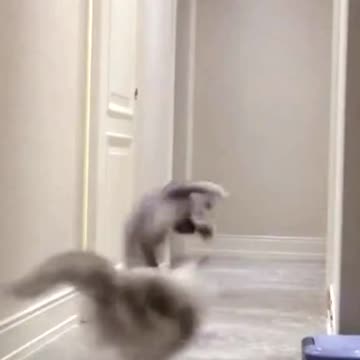 A cat with quick feet 🤣