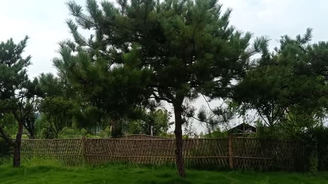 These trees have different shapes