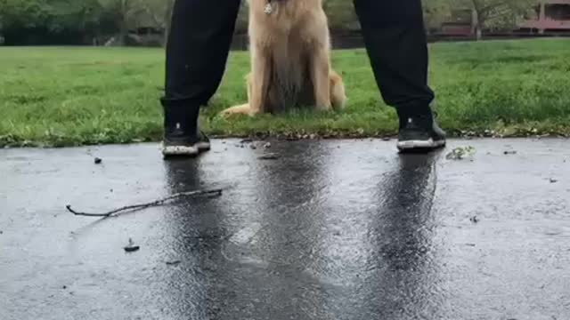 Golden Retriever playing football