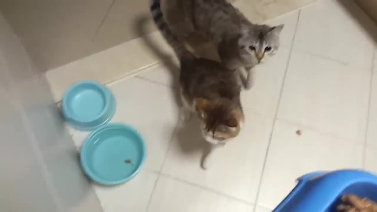 Hungry Cats