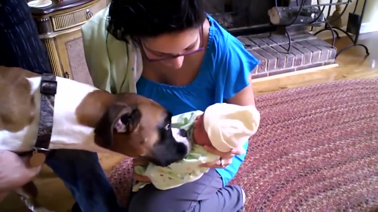 Amazing Dogs Meet Newborn Babies First Time | Dog Love Baby Video Compilation